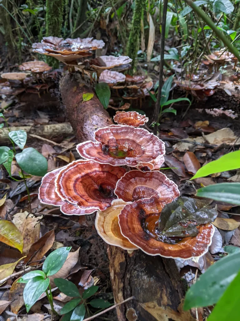 Orange and brown fungi are attached to a log in the forest floor.