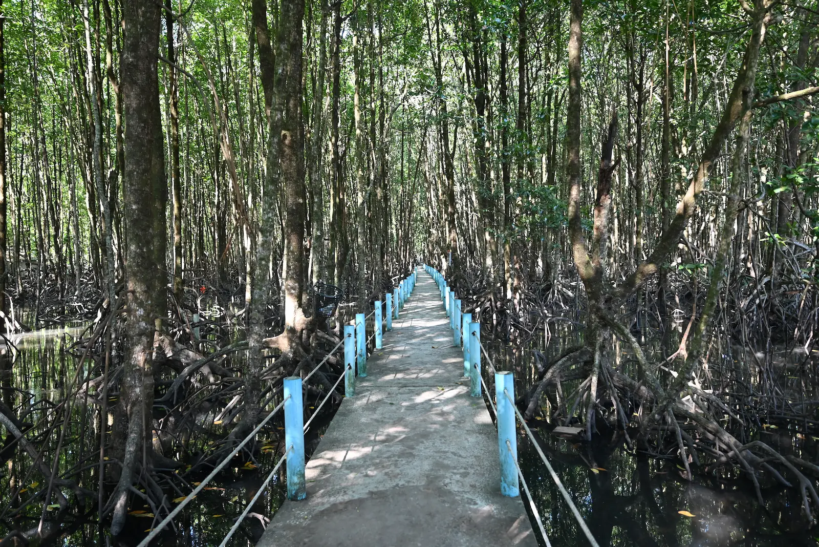 A fenced boardwalk through mangrove forest