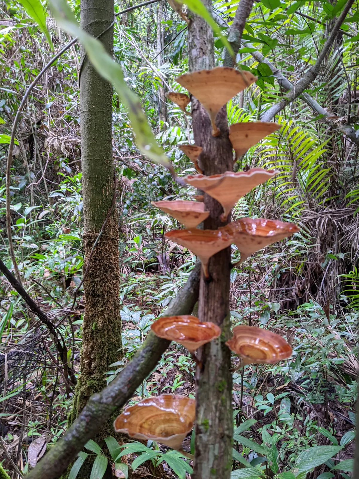 Orange and brown fungi is attached to an upright tree.