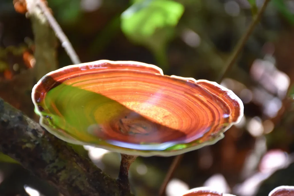Close up of a single orange fungi half in shade half in the sun.