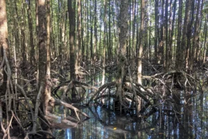 Tangled roots of mangrove trees