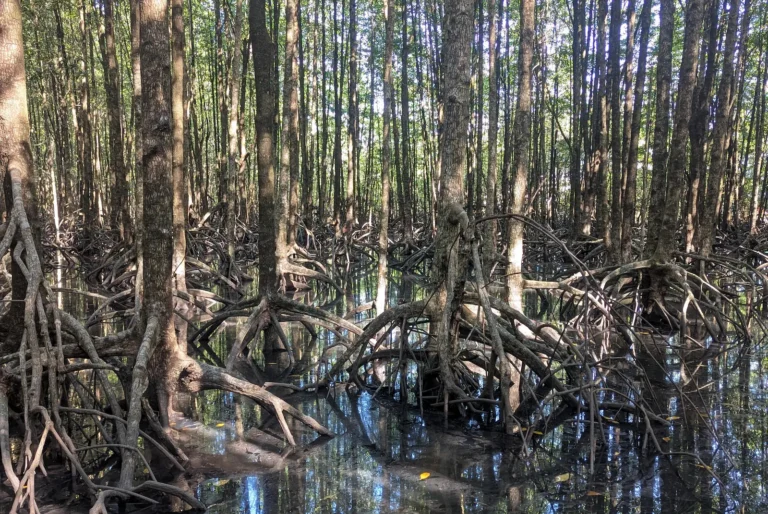 Tangled roots of mangrove trees