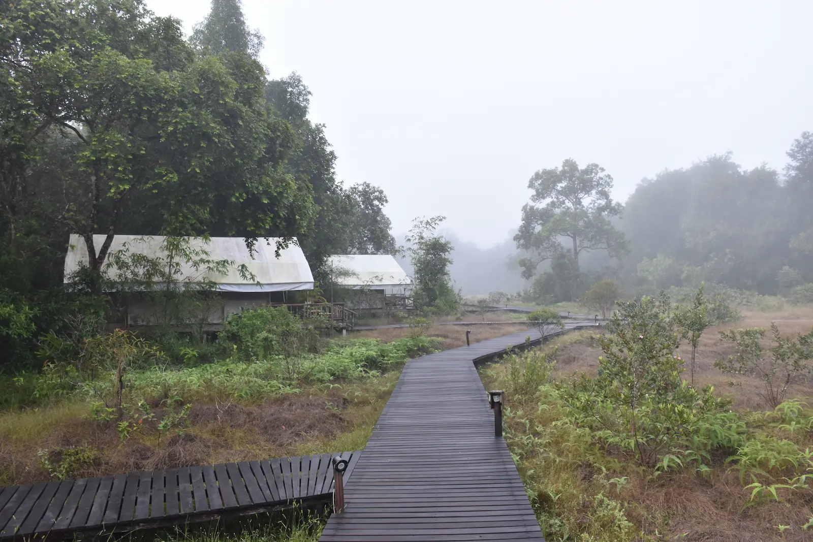 Glamping tents sit in a forest with fog and damp boardwalks.