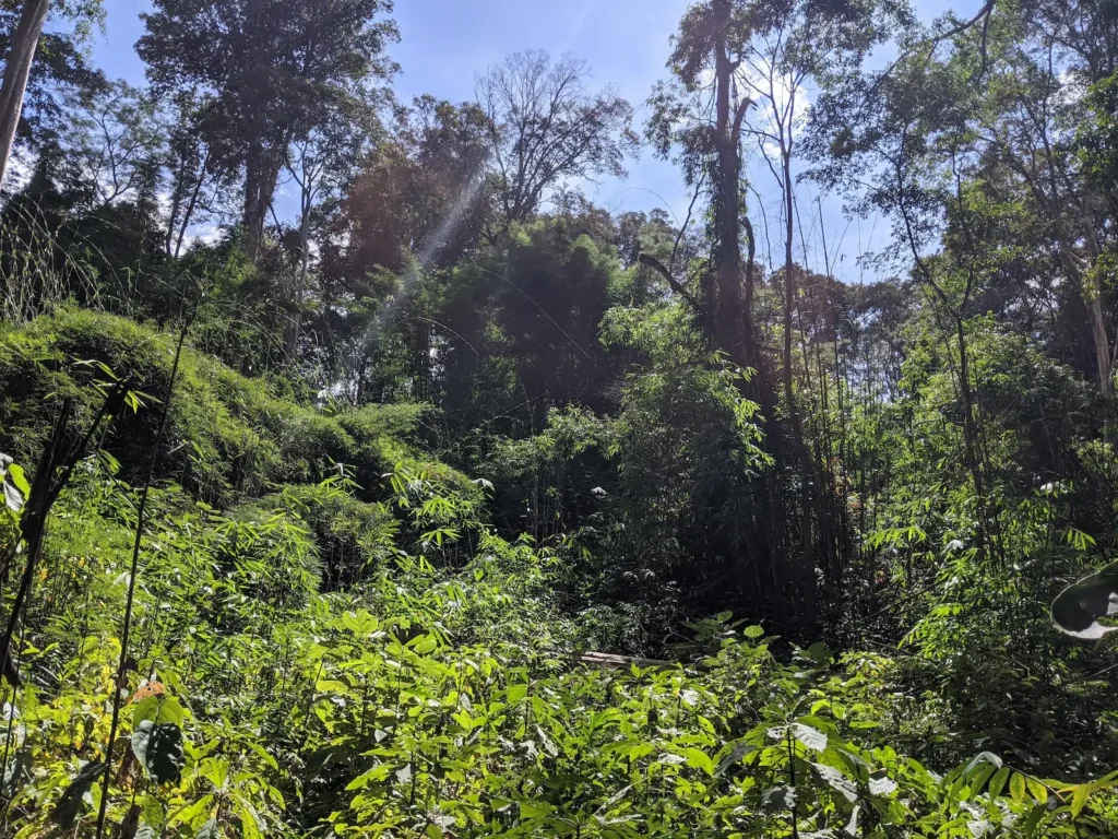 Dense tropical forest with tall trees and lush green vegetation in Ratanakiri, Cambodia.