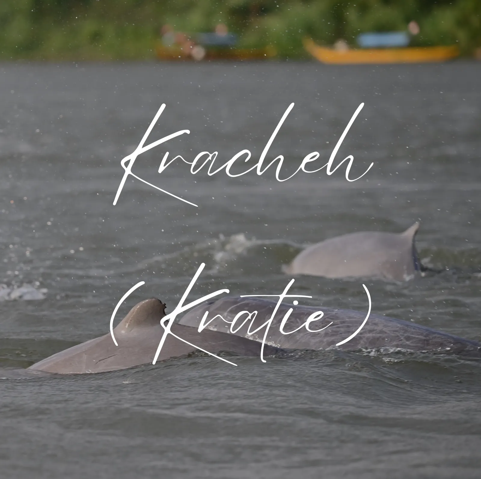 Text on an image of Irrawaddy  dolphins says Kracheh also spelt Kratie