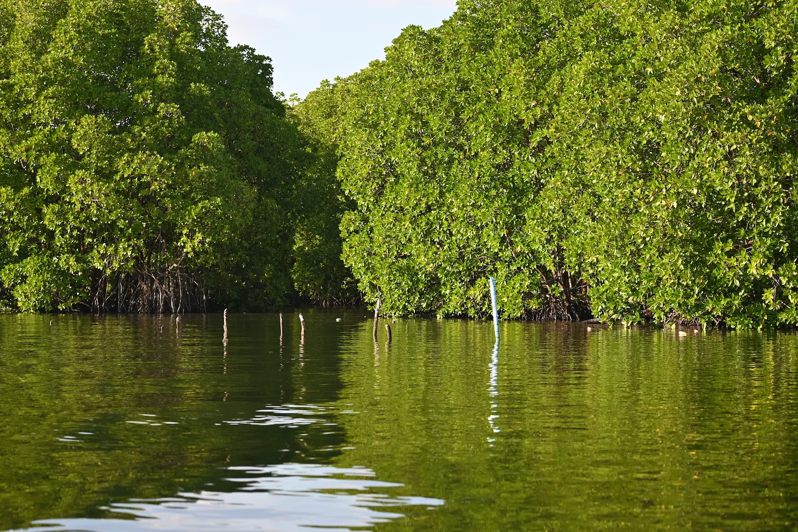 A river is in the foreground with large green mangrove trees in the background, growing in the water.