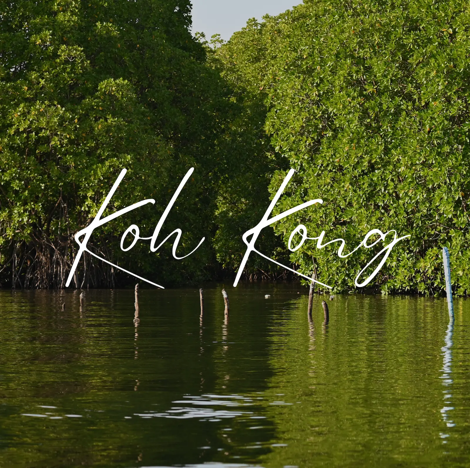Green full mangrove trees in the water over the river. Text overlay reads Koh Kong