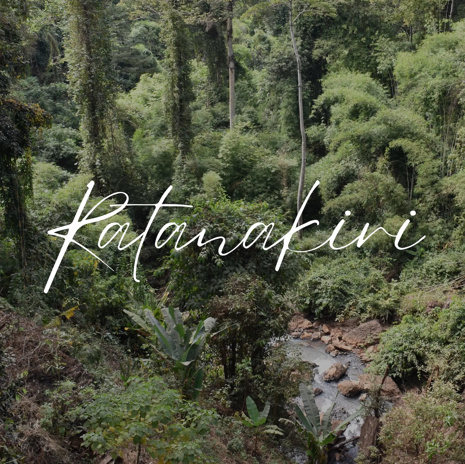 Dense tropical forest with tall trees and lush green vegetation with a small stream in Ratanakiri, Cambodia.