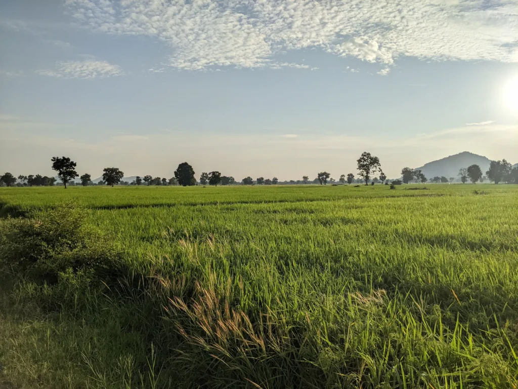 Lush rice field illuminated by the setting sun with a mountain visible in the right-hand background.