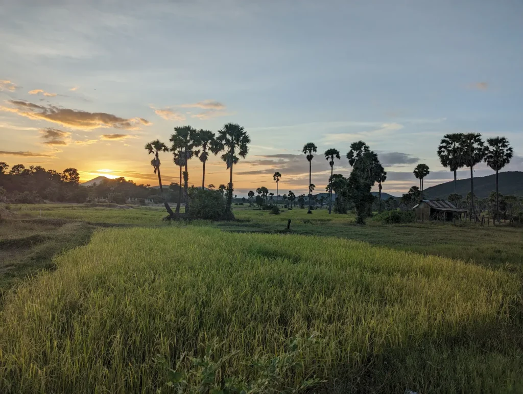 A sunset in Kampong Chhnang shows the green rice field in the front and palm trees and hills in the background.