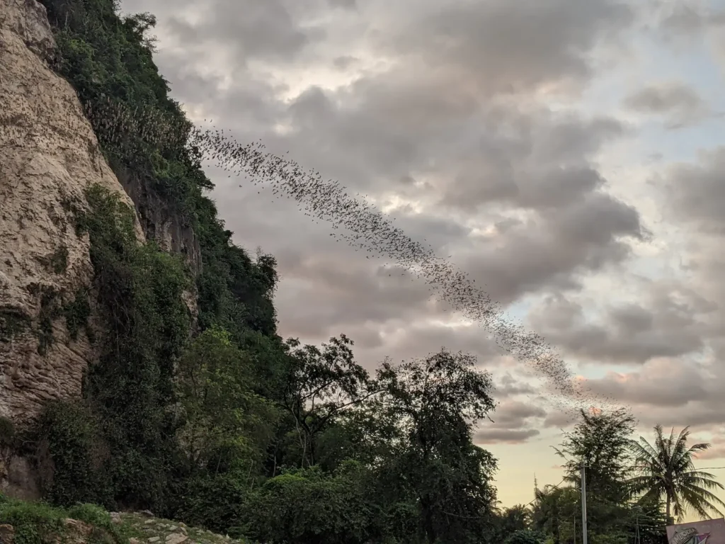 A large stream of bats fly from a cave in Battambang at sunset