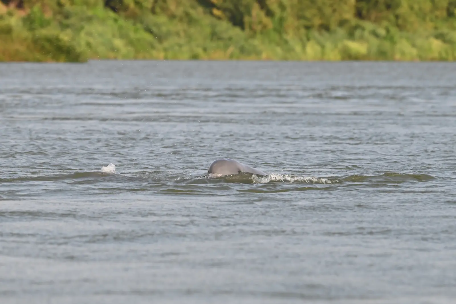 A single dolphin with its rounded head coming out of the water in the Mekong River. 