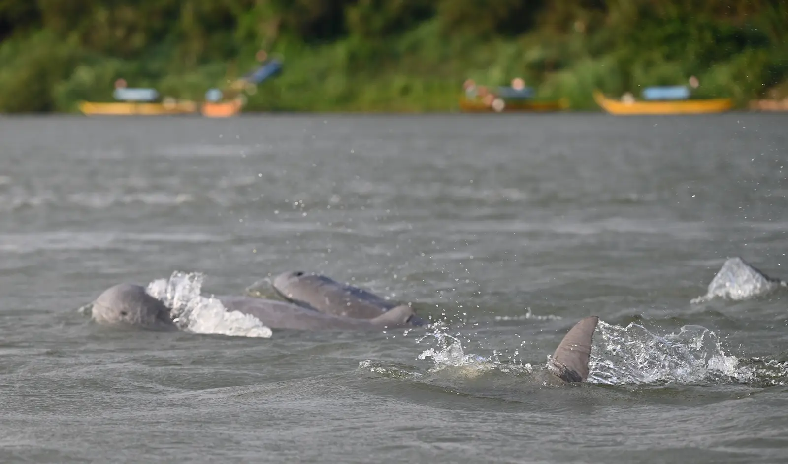 4 Irrawaddy dolphins in the water at Kratie Cambodia