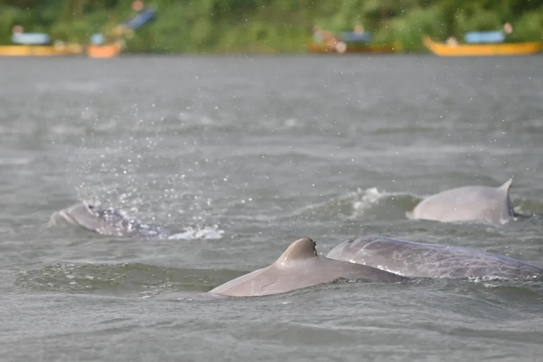 4 dolphins skimming the Mekong River water.