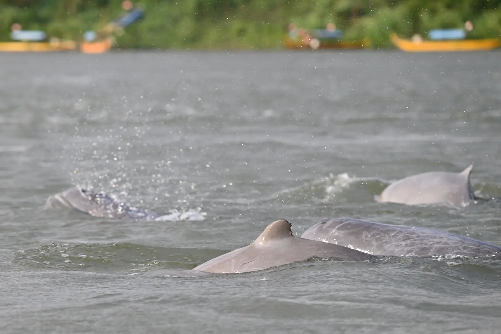 4 dolphins skimming the Mekong River water.