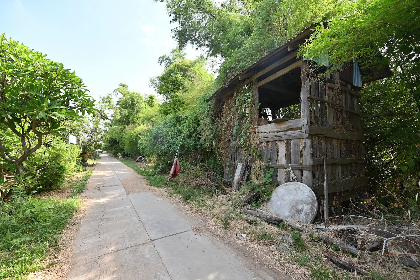 A tree lined road with a wooden hut filled with hay on Koh Trong Island