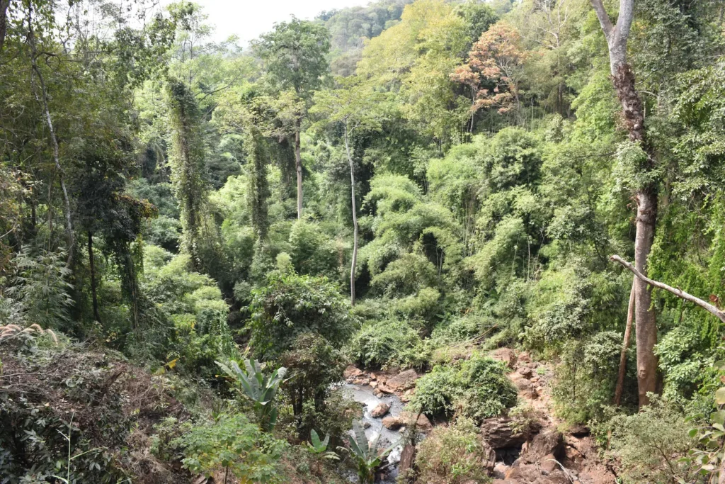 A lush green forest with tall trees covered in vines and a small stream running through the middle.