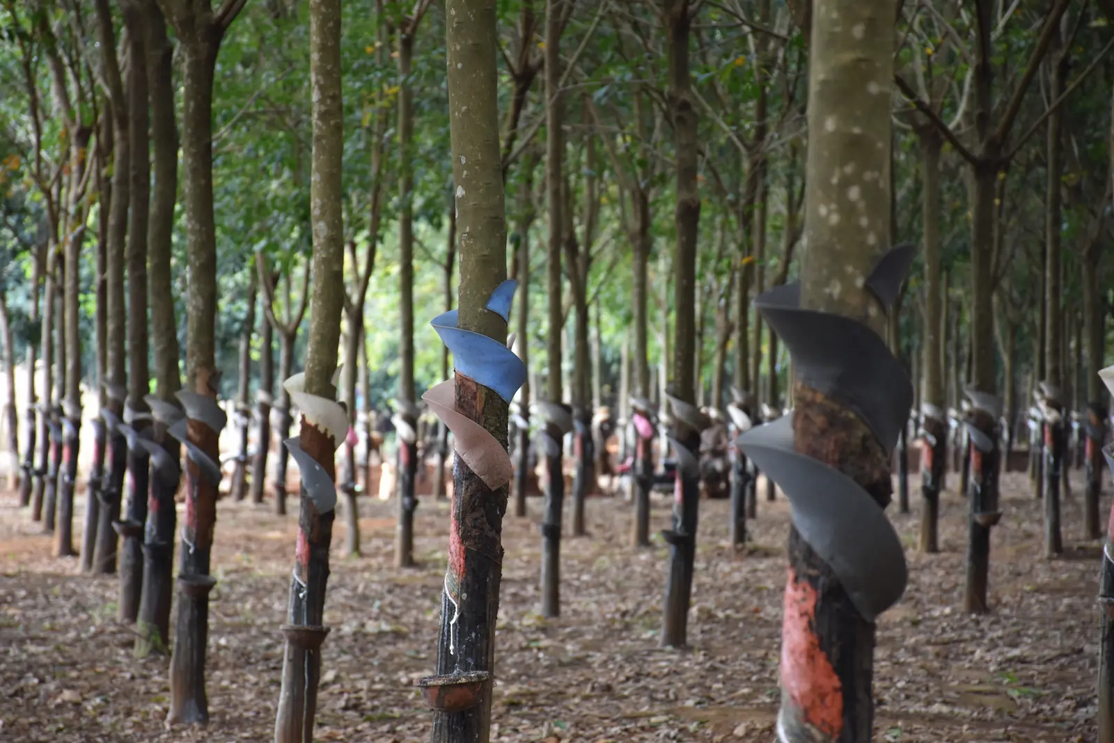 Rubber trees are in lines. Around them are swirl of plastic and a tray to catch the sap.