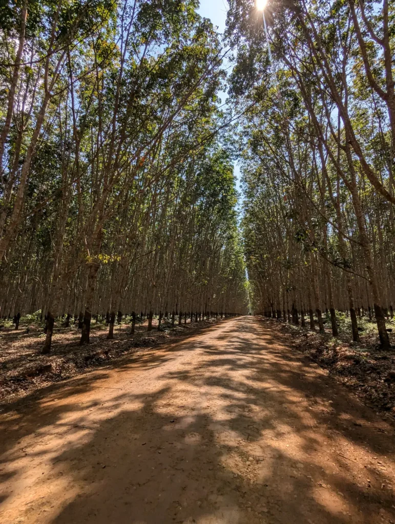 A red dirt track leads through a forest of tall rubber trees.
