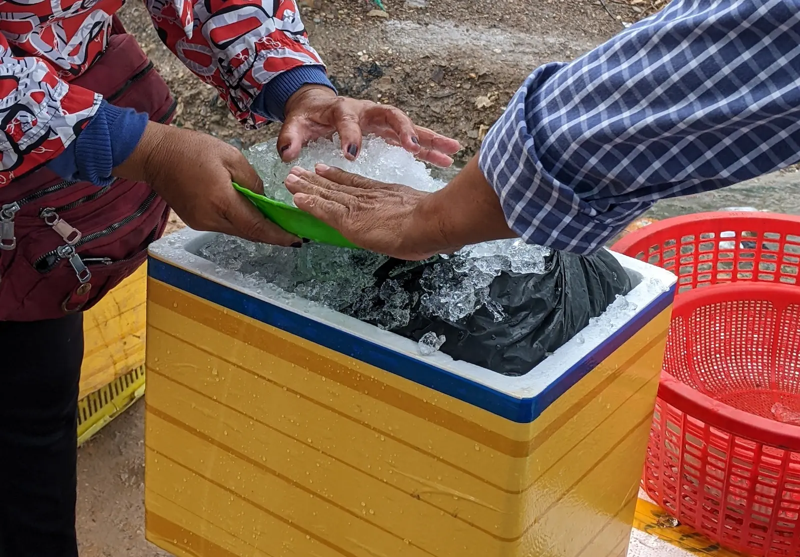 Two people pack a polystyrene box that has crab inside with ice.