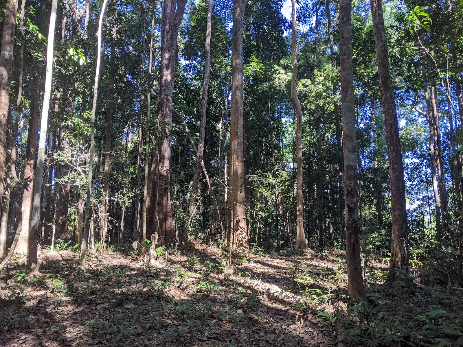 Tall trees with a dirt path running through them.
