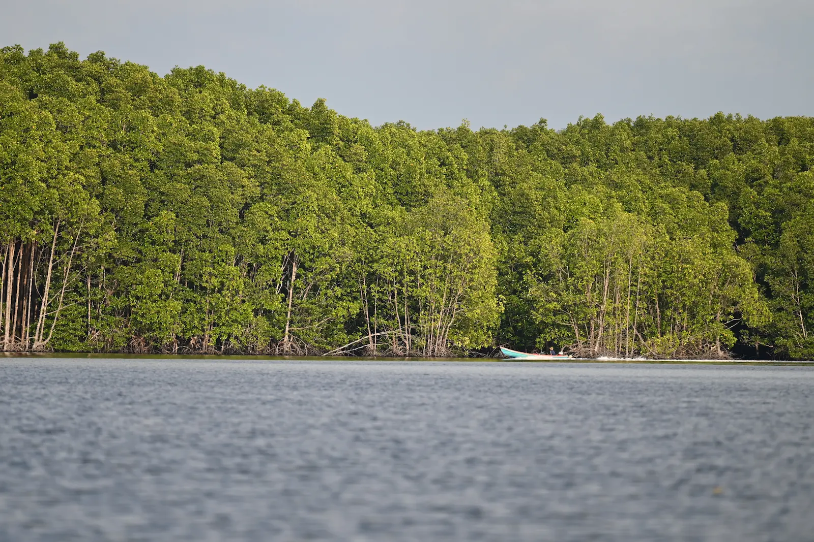 Clear blue water with a boat skimming on it. Behind the boat is mangrove trees.