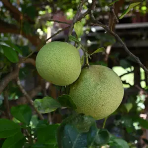 Two pomelos hang on a tree